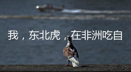 我，东北虎，在非洲吃自助